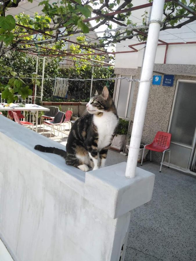 ホテル Vila Stefan ポダツァ エクステリア 写真